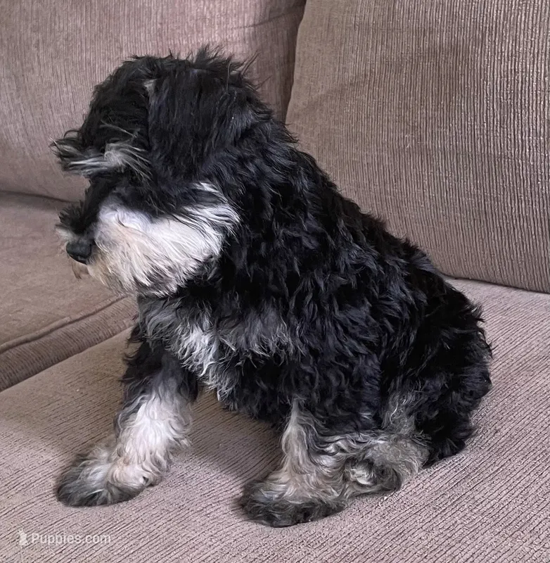 Larry  – Miniature Schnauzer puppy for sale in Claypool, IN