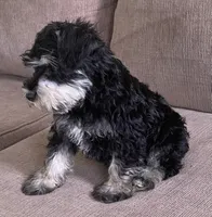 Larry , a male Miniature Schnauzer for sale in Claypool, IN – 1 of 9