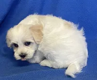 Jasper, a male Havachon for sale in Claypool, IN – 4 of 6