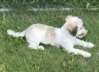 Smudge, a female Havachon for sale in Claypool, IN – 2 of 7