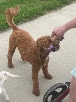 Ruthie -spayed-potty trained, a female Cavapoo for sale in Claypool, IN – 3 of 10