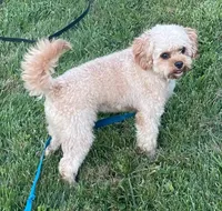 Mr. Happy- Neutered, a male Cavapoo for sale in Claypool, IN – 9 of 10