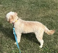 Mr. Happy- Neutered, a male Cavapoo for sale in Claypool, IN – 9 of 9