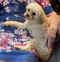Mr. Happy- Neutered, a male Cavapoo for sale in Claypool, IN – 2 of 9