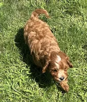 Koda, a male Cavapoo for sale in Claypool, IN – 7 of 9