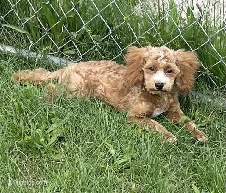 Pretty Boy – Bichon Frise, Cavapoo puppy for sale in Claypool, IN