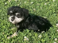 Samantha, a female Miniature Schnauzer for sale in Claypool, IN – 3 of 6