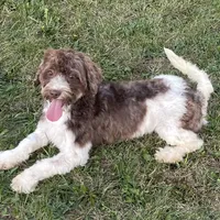 Flynn-AKC, a male Havanese for sale in Claypool, IN – Photo 6 of 8