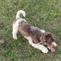 Flynn-AKC, a male Havanese for sale in Claypool, IN – Photo 7 of 8