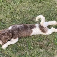 Flynn-AKC, a male Havanese for sale in Claypool, IN – Photo 4 of 8