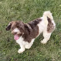 Flynn-AKC, a male Havanese for sale in Claypool, IN – Photo 5 of 8