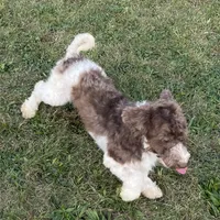 Flynn-AKC, a male Havanese for sale in Claypool, IN – Photo 2 of 8