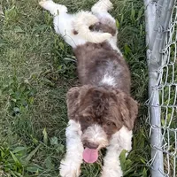 Flynn-AKC, a male Havanese for sale in Claypool, IN – Photo 1 of 8