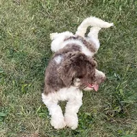 Flynn-AKC, a male Havanese for sale in Claypool, IN – Photo 8 of 8