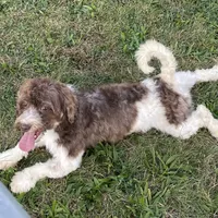 Flynn-AKC, a male Havanese for sale in Claypool, IN – Photo 3 of 8