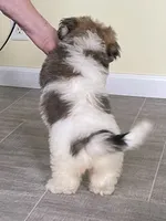 Abby, a female Havachon for sale in Claypool, IN – 2 of 9
