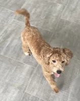 Frankie, a male Bichon Frise and Cavapoo for sale in Claypool, IN – 4 of 7
