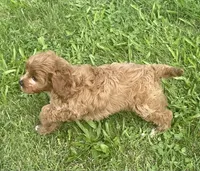 Marta , a female Cavapoo for sale in Claypool, IN – 6 of 6