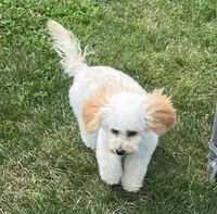 Mighty Mille (Small), a female Bichon Frise and Cavapoo for sale in Claypool, IN – 2 of 8
