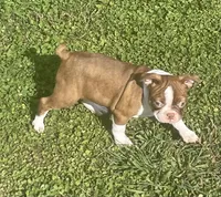 Morgan, a female Boston Terrier for sale in Claypool, IN – 7 of 8