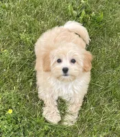 June, a female Bichon Frise and Cavapoo for sale in Claypool, IN – 5 of 7