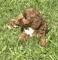 Etta, a female Cavapoo for sale in Claypool, IN – 3 of 6