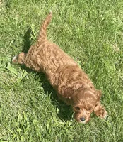 Etta, a female Cavapoo for sale in Claypool, IN – 5 of 6