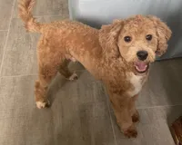 Frankie, a male Bichon Frise and Cavapoo for sale in Claypool, IN – 5 of 7