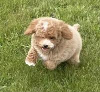 Pretty Boy, a male Bichon Frise and Cavapoo for sale in Claypool, IN – 3 of 7