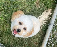 Mighty Mille (Small), a female Bichon Frise and Cavapoo for sale in Claypool, IN – 7 of 8