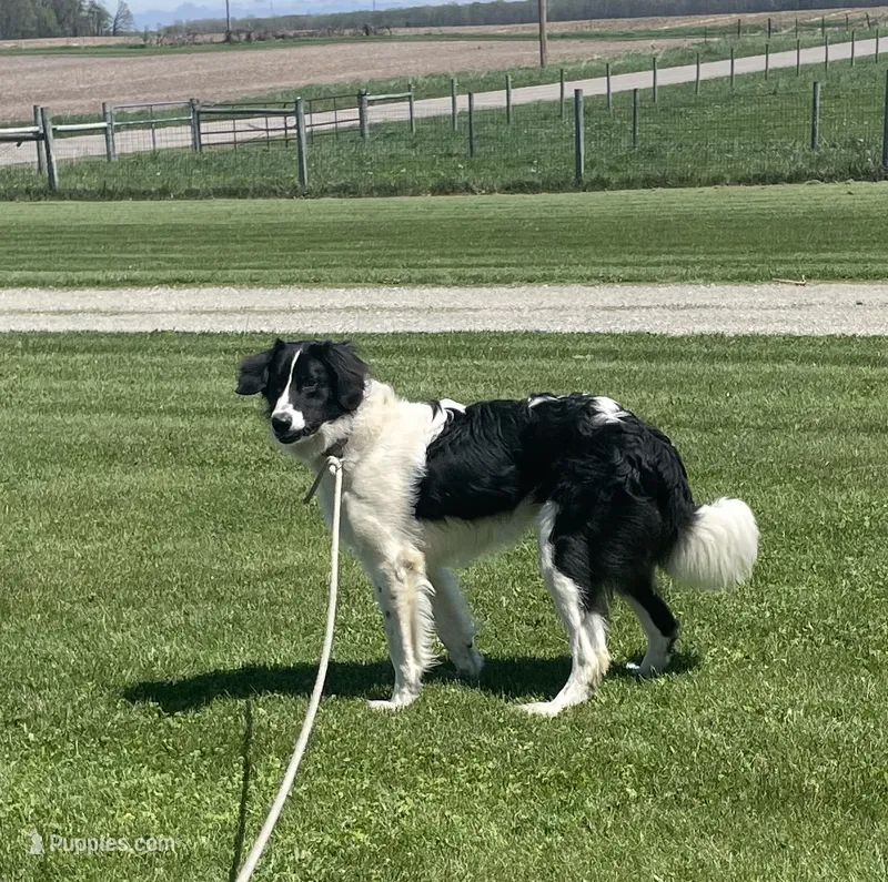 Cinch – Sheepadoodle puppy for sale in Claypool, IN