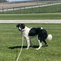 Cinch, a male Sheepadoodle for sale in Claypool, IN – 1 of 7