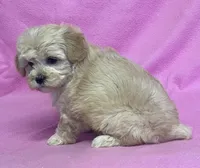 June, a female Bichon Frise and Cavapoo for sale in Claypool, IN – Photo 5 of 5