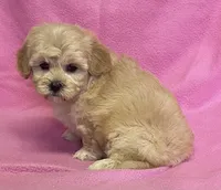 June, a female Bichon Frise and Cavapoo for sale in Claypool, IN – Photo 2 of 5