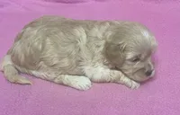 June, a female Bichon Frise and Cavapoo for sale in Claypool, IN – Photo 4 of 5