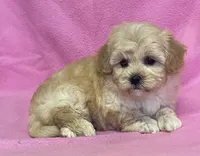 June, a female Bichon Frise and Cavapoo for sale in Claypool, IN – Photo 1 of 5