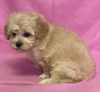 June, a female Bichon Frise and Cavapoo for sale in Claypool, IN – Photo 3 of 5
