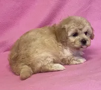 June, a female Bichon Frise and Cavapoo for sale in Claypool, IN – Photo 4 of 5