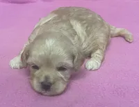 June, a female Bichon Frise and Cavapoo for sale in Claypool, IN – Photo 1 of 5