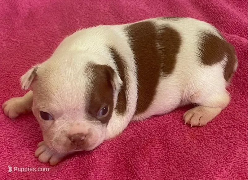 Topanga – Boston Terrier puppy for sale in Claypool, IN