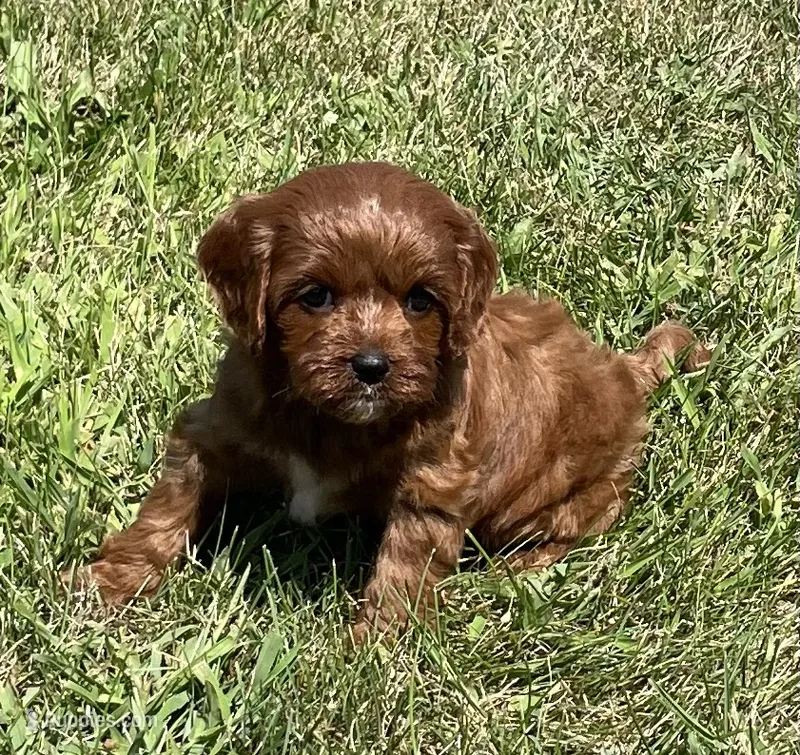 Tara – Cavapoo puppy for sale in Claypool, IN