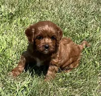 Tara, a female Cavapoo for sale in Claypool, IN – 1 of 8