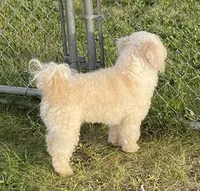 Hadley, a male Bichon Frise and Goldendoodle for sale in Claypool, IN – 5 of 6