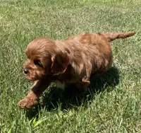 Tara, a female Cavapoo for sale in Claypool, IN – 6 of 8