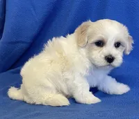Jasper, a male Havachon for sale in Claypool, IN – 1 of 6