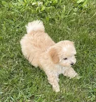 June, a female Bichon Frise and Cavapoo for sale in Claypool, IN – 4 of 7