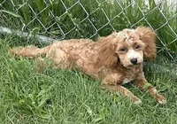 Pretty Boy, a male Bichon Frise and Cavapoo for sale in Claypool, IN – 4 of 7