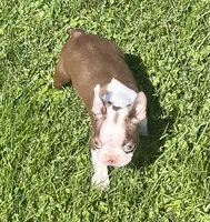 Moonshine, a female Boston Terrier for sale in Claypool, IN – 4 of 7