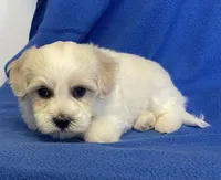 Jasper, a male Havachon for sale in Claypool, IN – 3 of 6