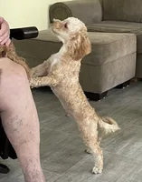 Bo , a male Bichon Frise and Cavapoo for sale in Claypool, IN – 3 of 7